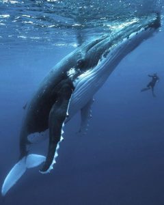 adaptaciones de las ballenas