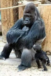 Ciclo Reproductivo del Gorila de Montaña
